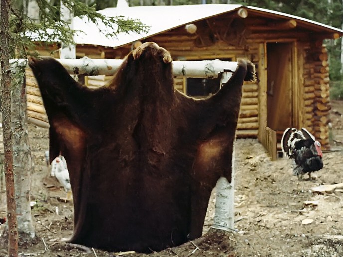 That brown bear was so big that it made our cabin look small!