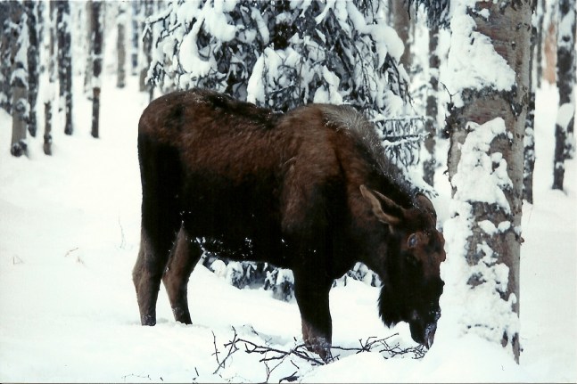 Moose on Caribou Island!