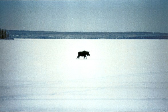 A moose out on the frozen surface of Skilak Lake.