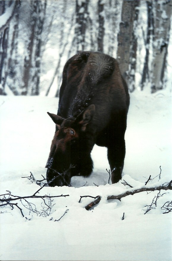 Moose on Caribou Island munching on tree branches.
